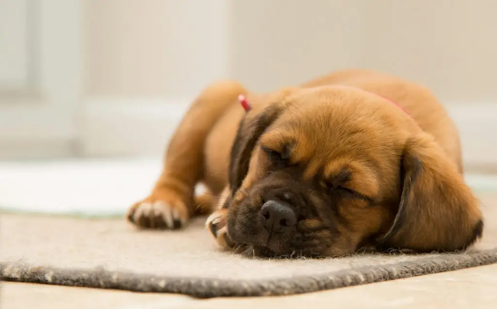 A brown puppy asleep.