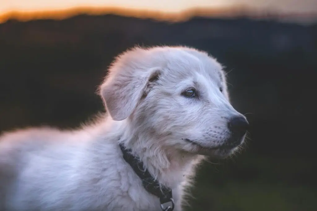 A dog standing outside