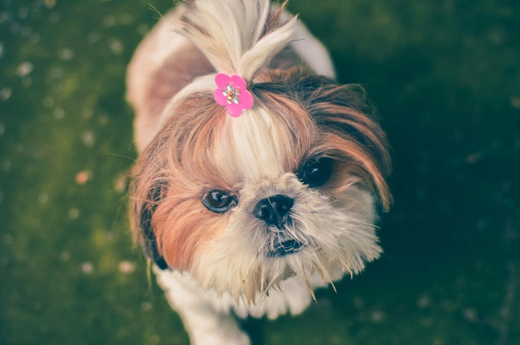 A small dog with a pink hair tie after a dog grooming session