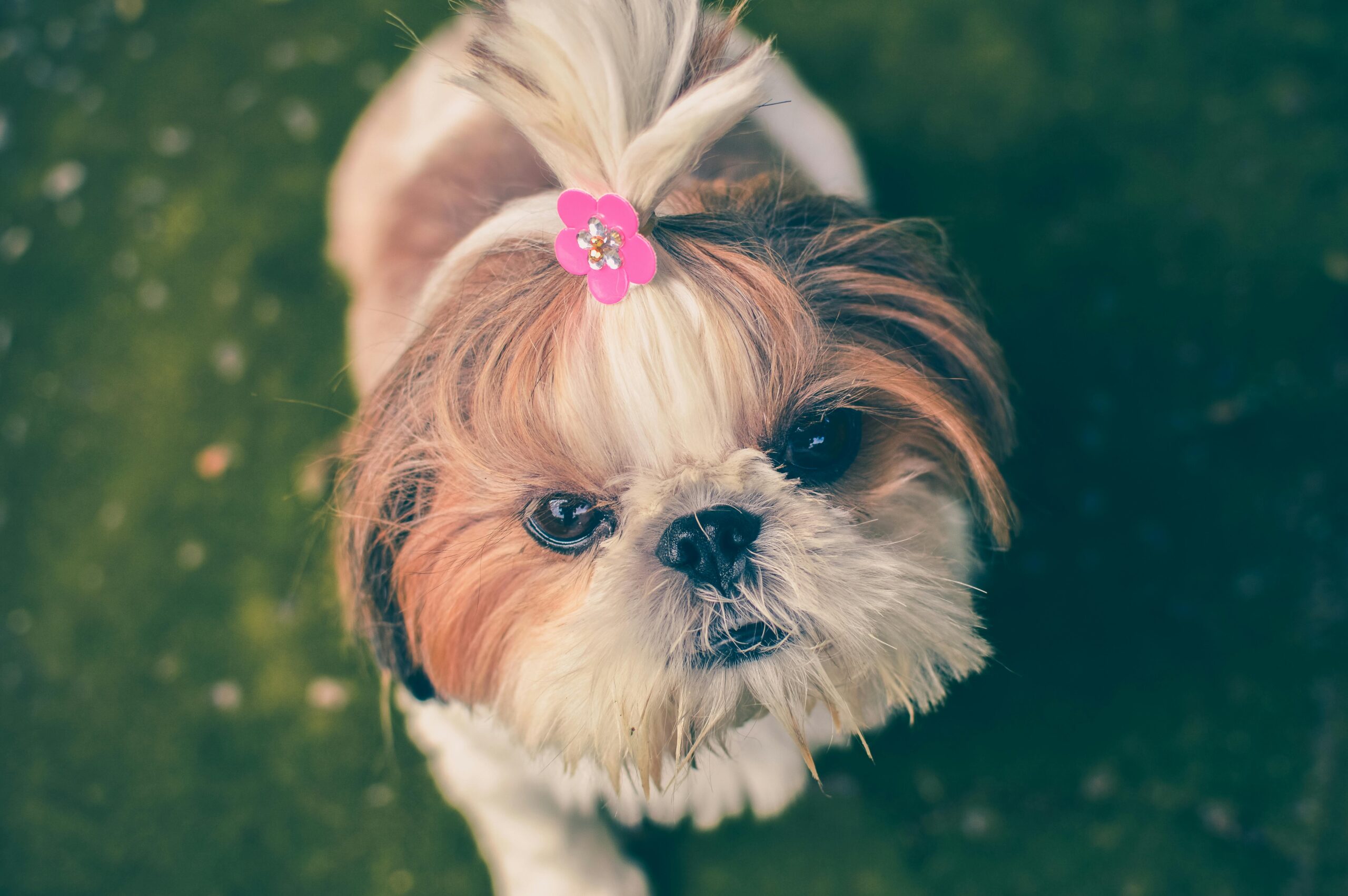 A small dog with a pink hair tie after a dog grooming session