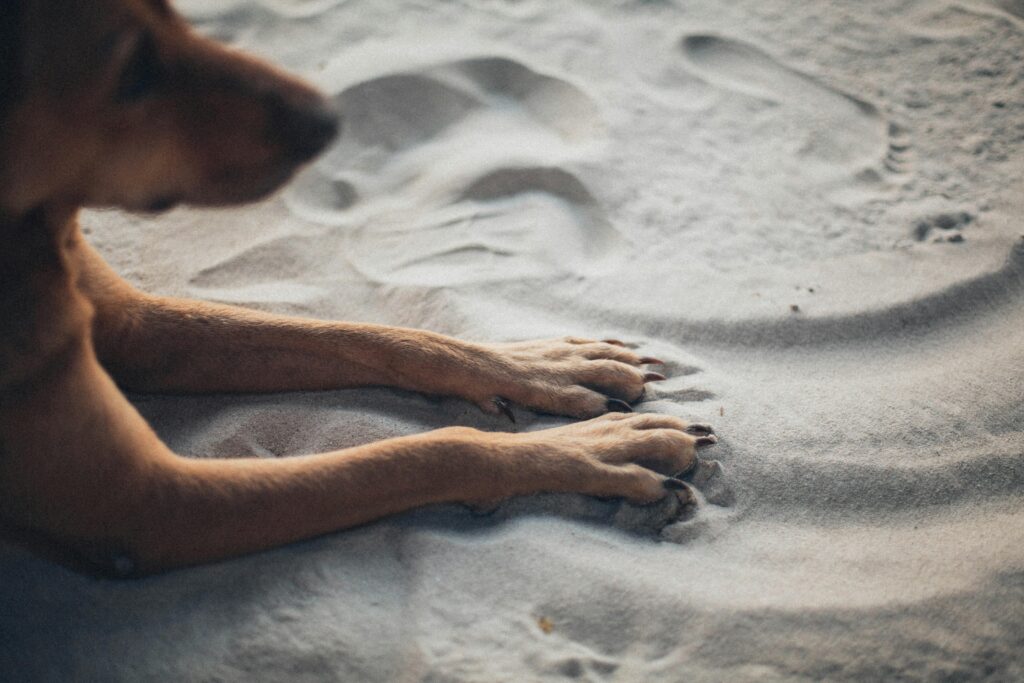 Dogs paws on the sand