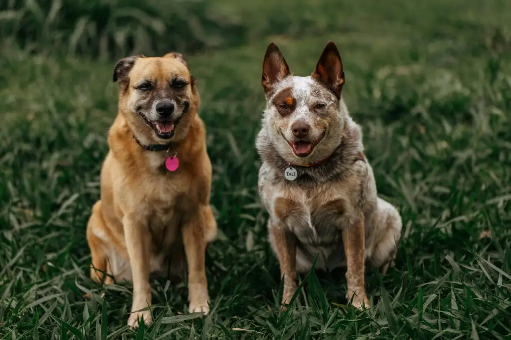 Two big dogs looking at the camera