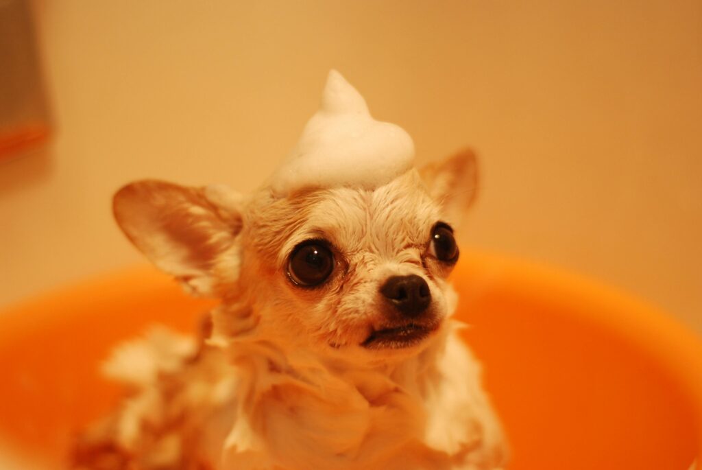 A dog having a bath with bubbles on its head