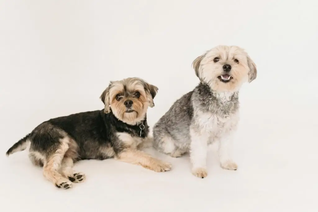 Two small dogs standing together