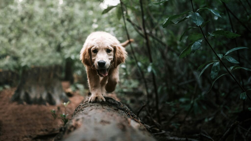 A small dog walking through the forest.