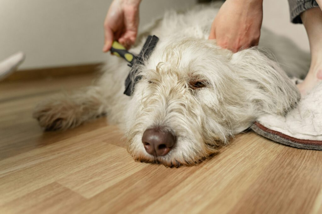 A dog being groomed