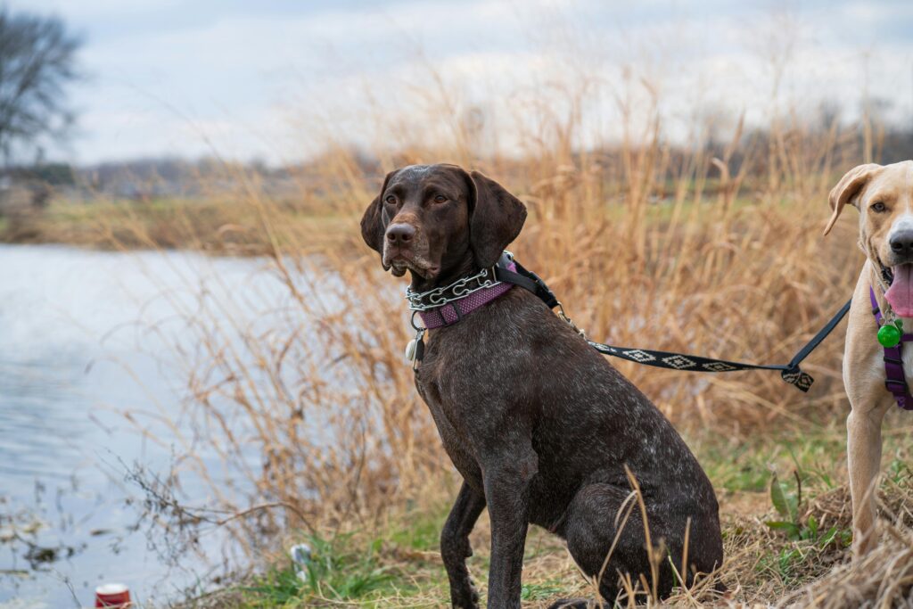 A brown older dog standing by a riverbank with a lead.