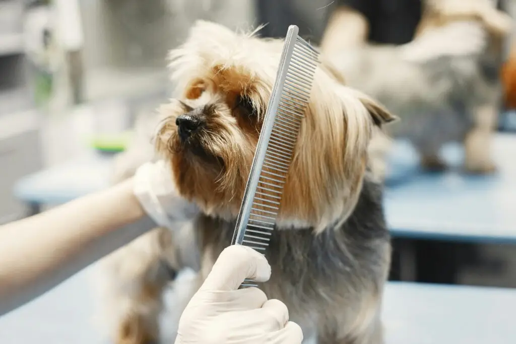 A small dog being groomed
