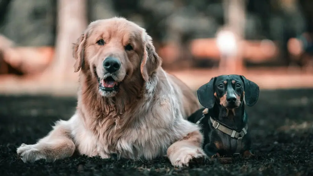 A big dog and a small dog