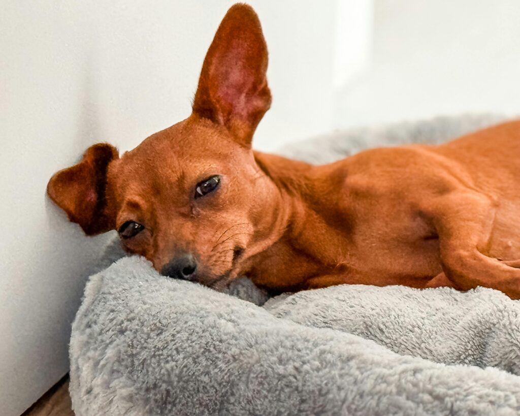 A small brown dog on a fluffy dog bed.