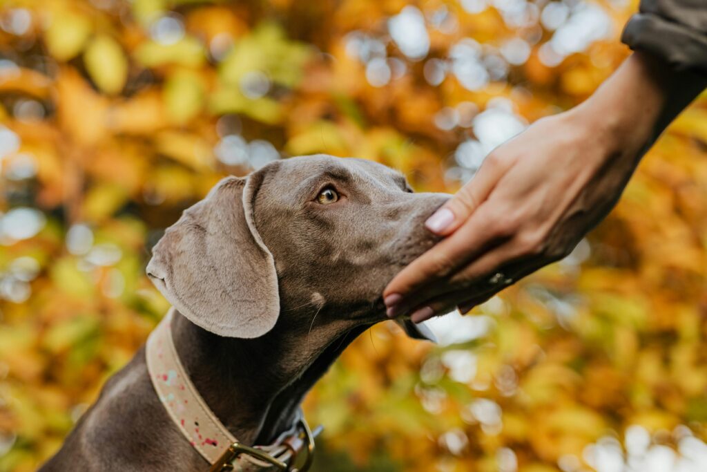 A dog eating a treat in front of autumn leaves as part of our autumn dog care article