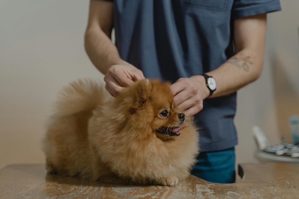 A brown Pomeranian undergoing a health check at the vets.