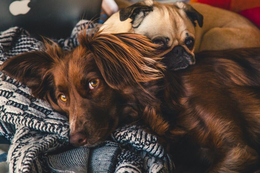 Two dogs cuddling on a blanket.