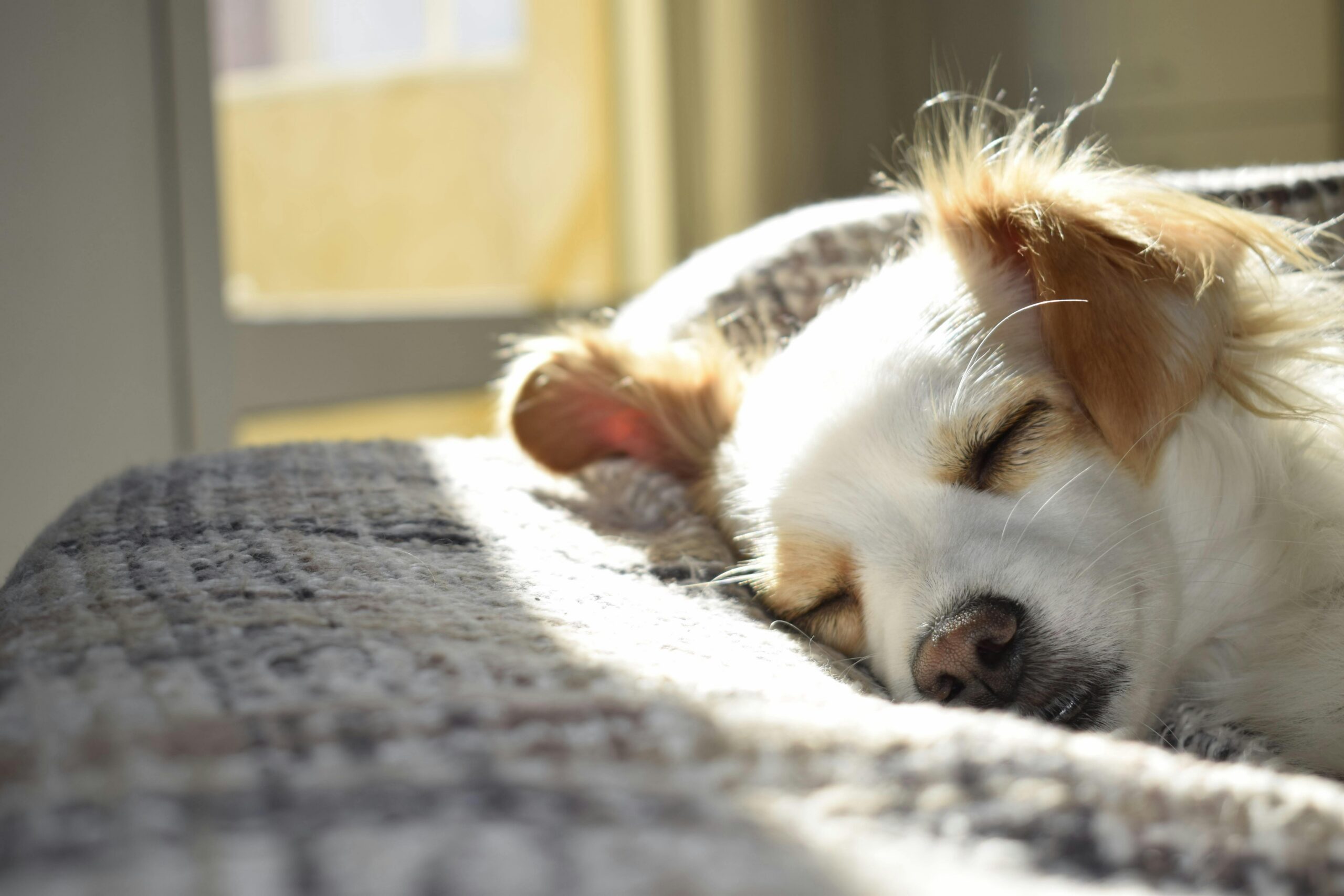 A dog asleep on a dog bed at a dog hotel.