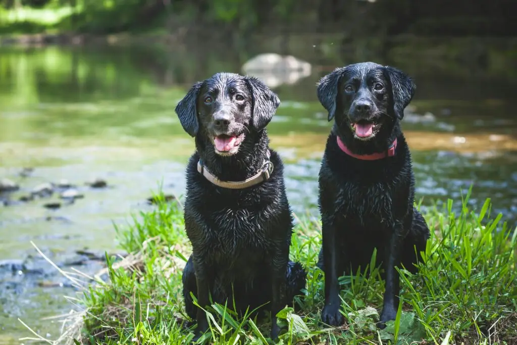 Two black labradors standing at a pond, soaking wet, at a doggy daycare with a farm.