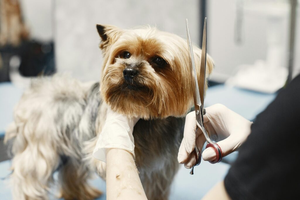 At small terrier dog having fur trimmed with scissors at a dog grooming session.