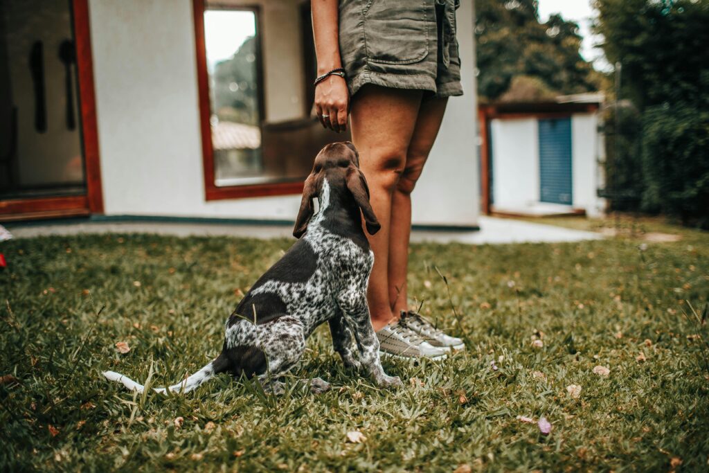 A small brown dog standing by owner practicing recall training.