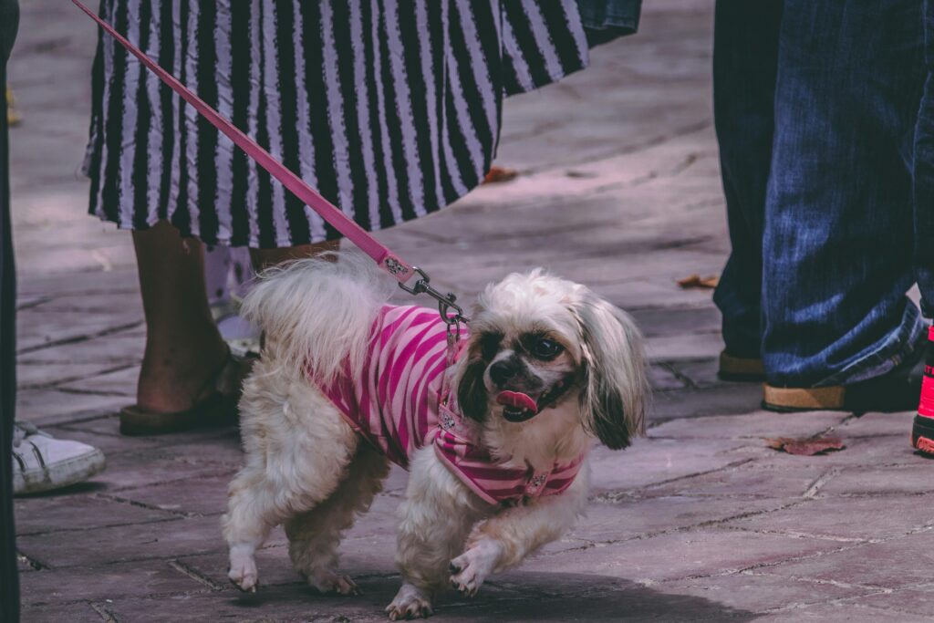 A small dog with a pink lead walking to an Auckland doggy daycare.