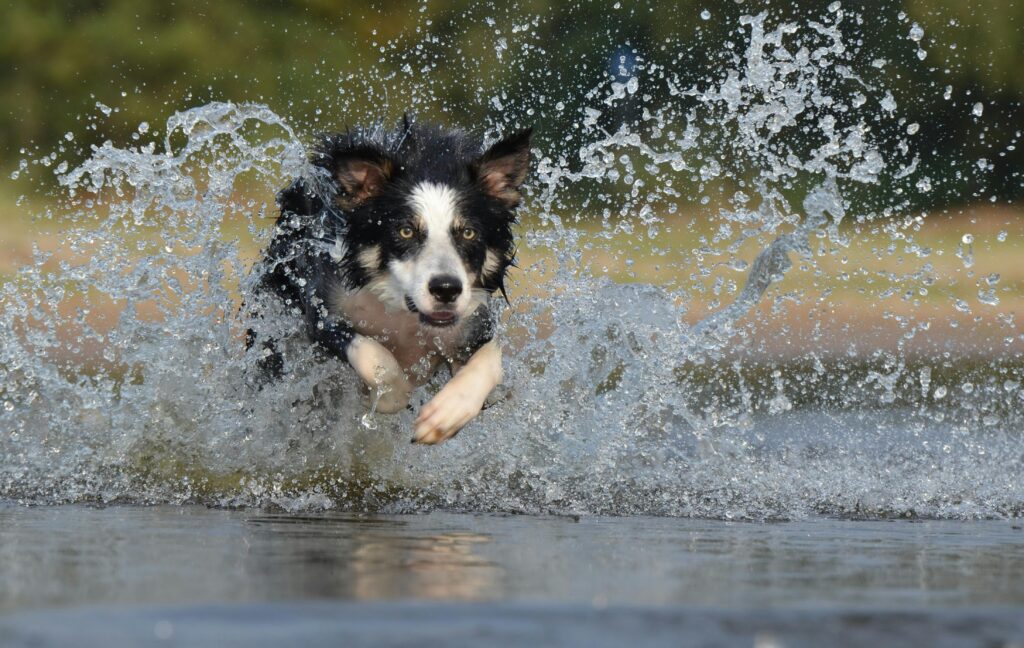 A black and white sheep dog running through the water.