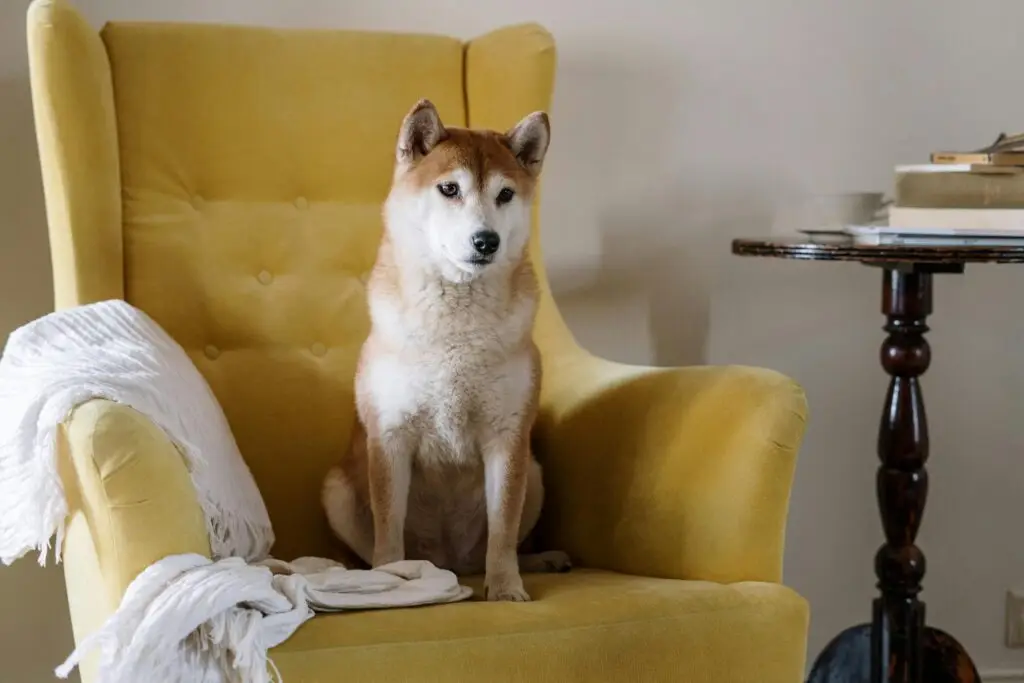 A dog sitting on a yellow chair
