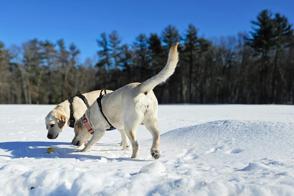 Two white dogs walking in the snow