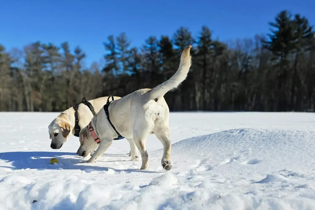 Two white dogs walking in the snow