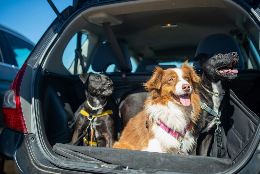 Three dogs in a car boot, heading to dog kennels.