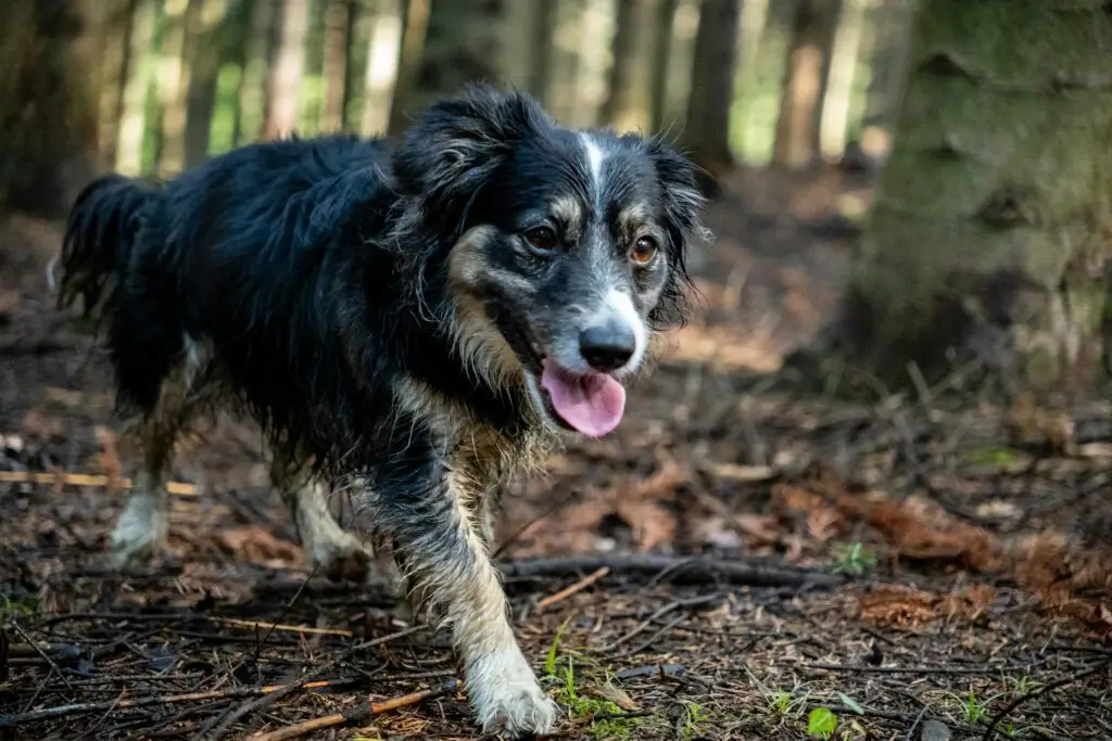 a dog walking through a forest in West Auckland