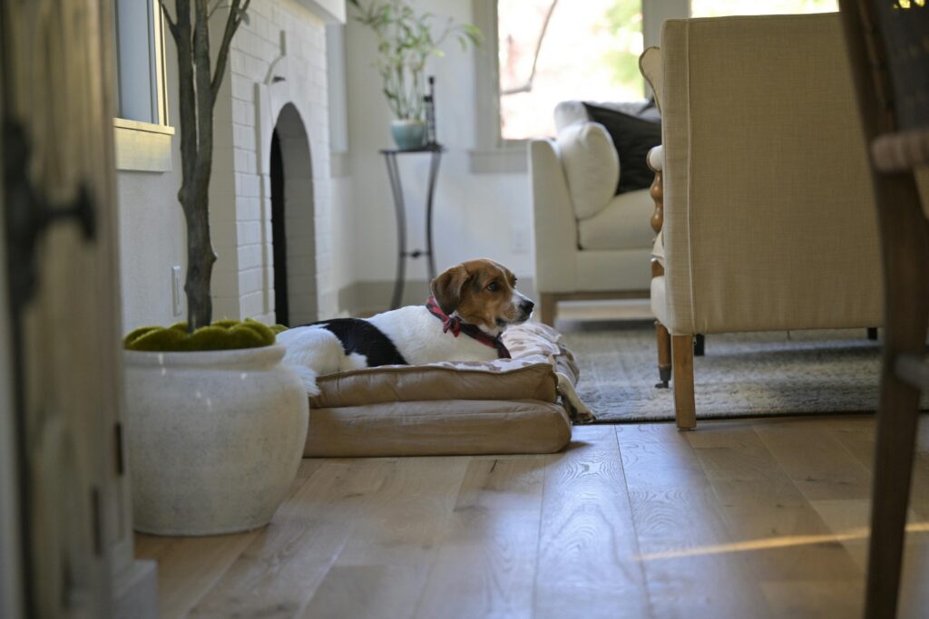 A dog relaxing one a dog bed in a house.