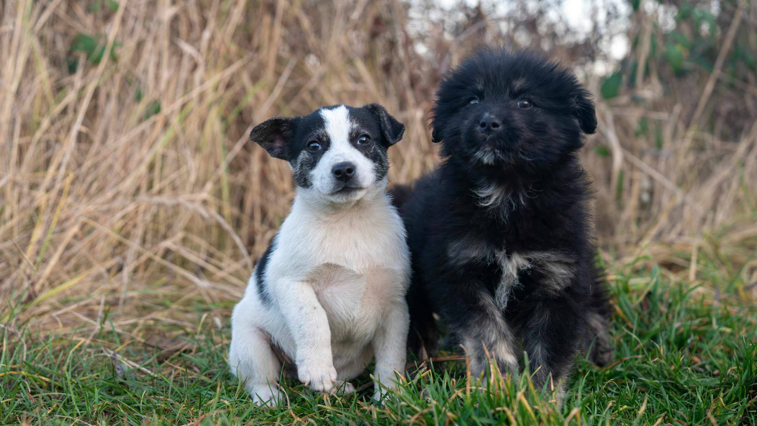 Two puppies sitting in a field at puppy daycare