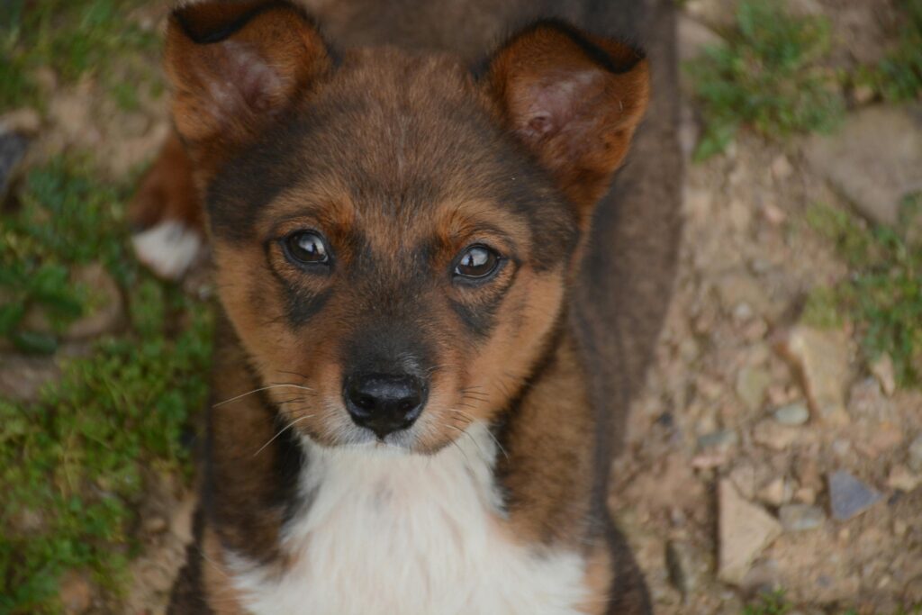 A small brown puppy