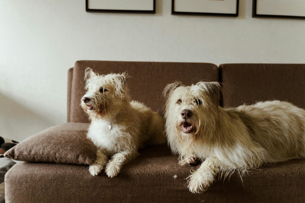 Two small dogs sitting on a couch