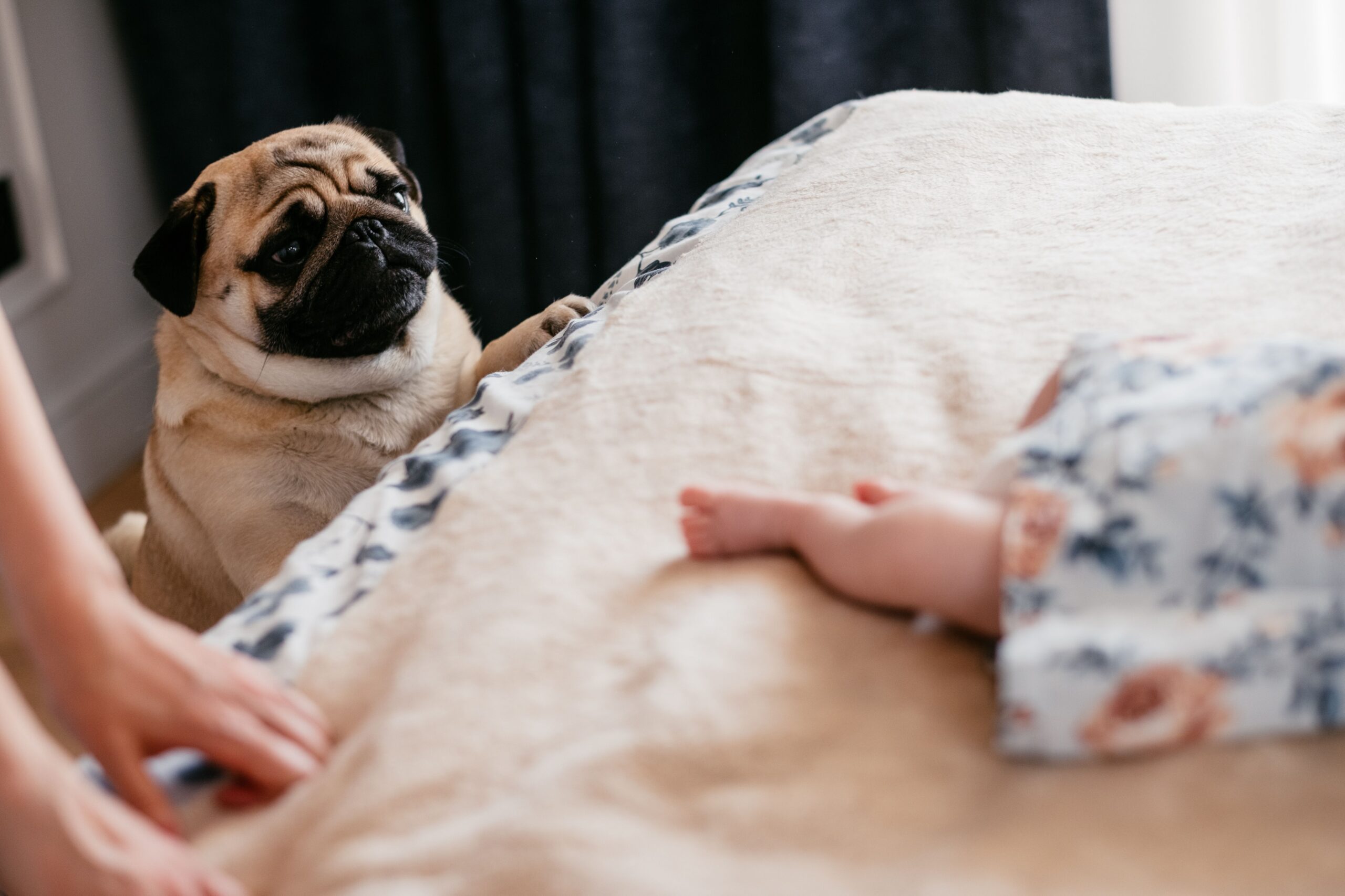 A small dog sitting at the end of the bed, being introduced to a baby.
