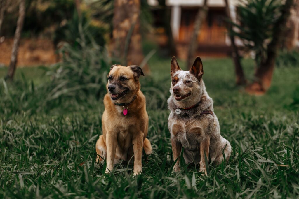 Two dogs standing together at doggy daycare.
