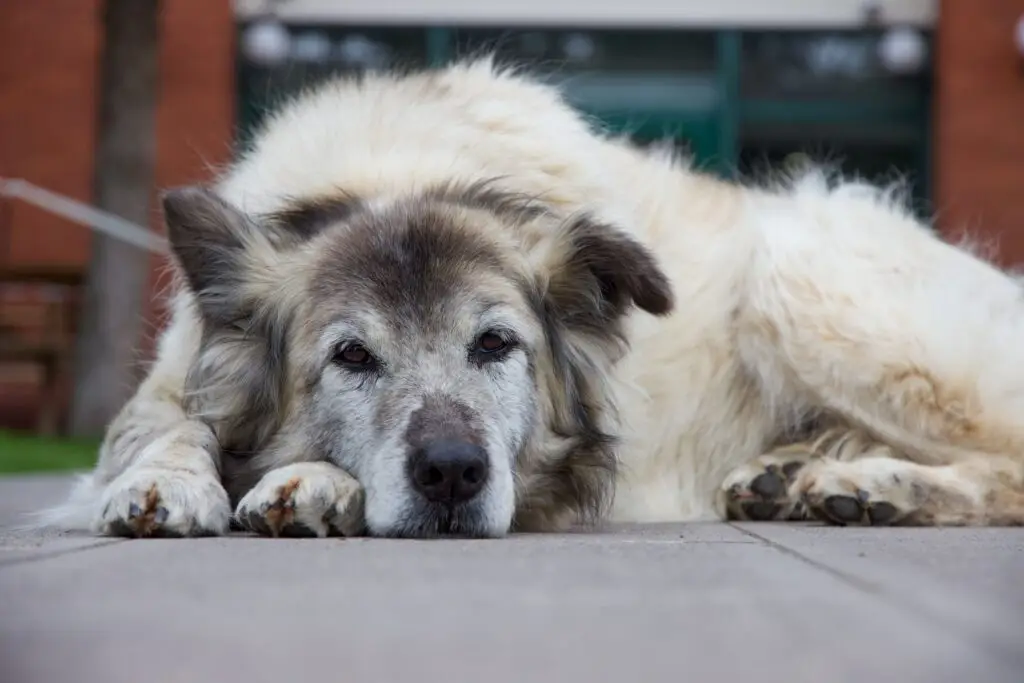 An older dog comfortably laying on the floor.
