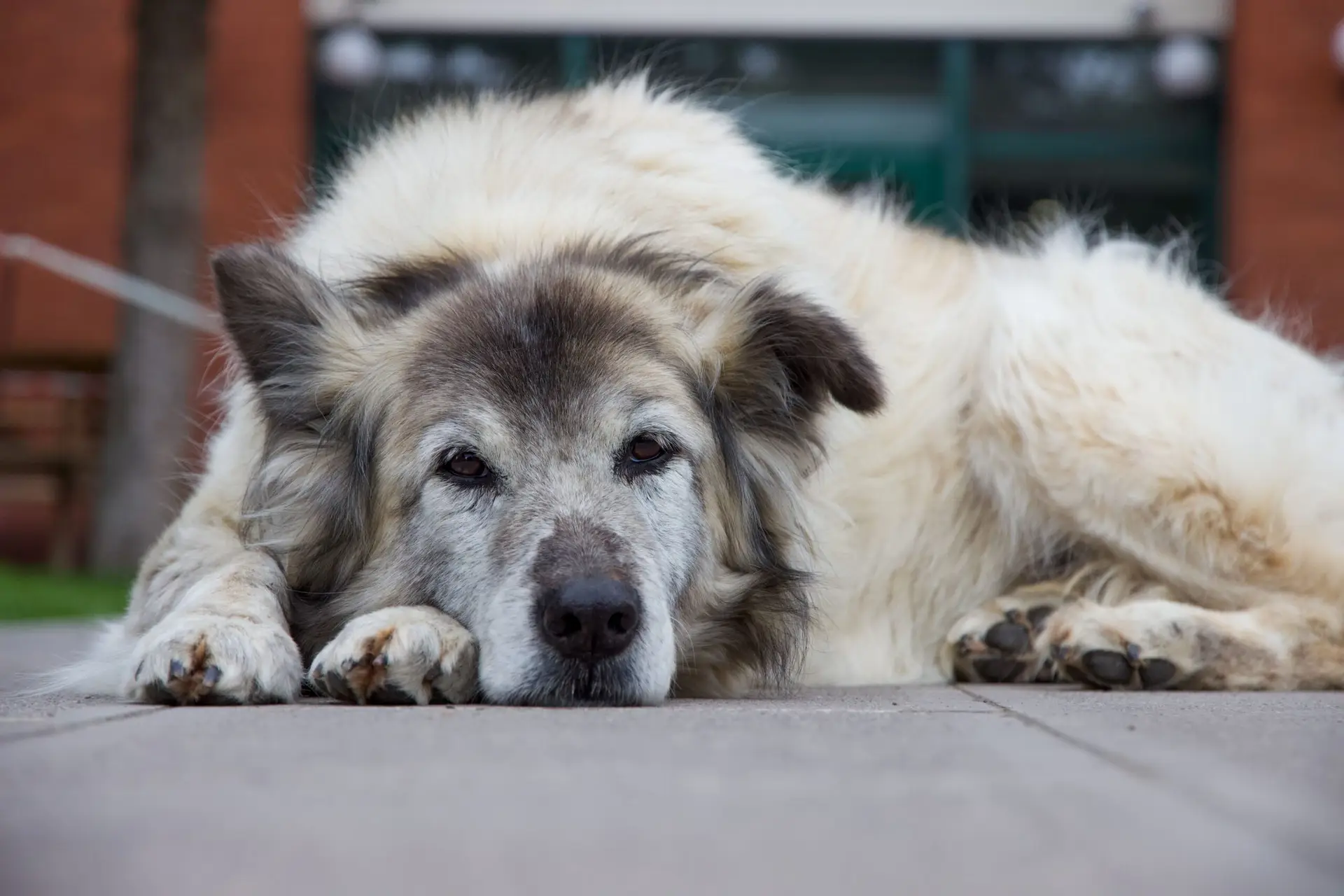 An older dog comfortably laying on the floor.