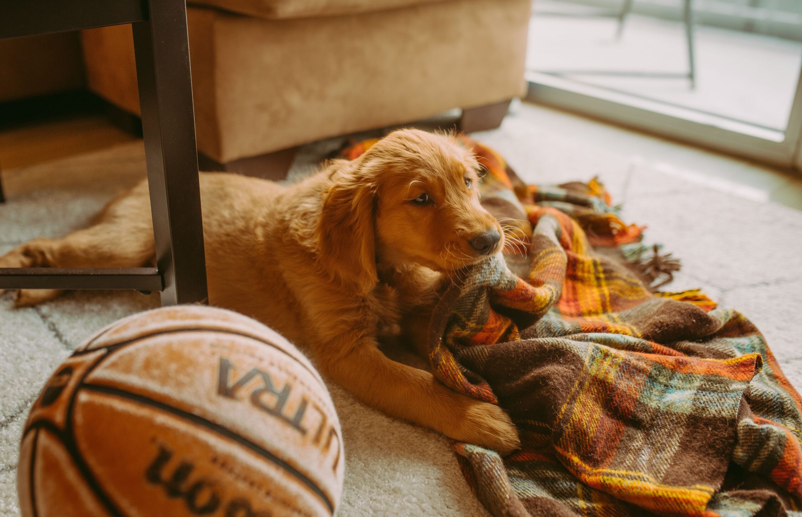 A brown dog sitting down with a warm blanket.