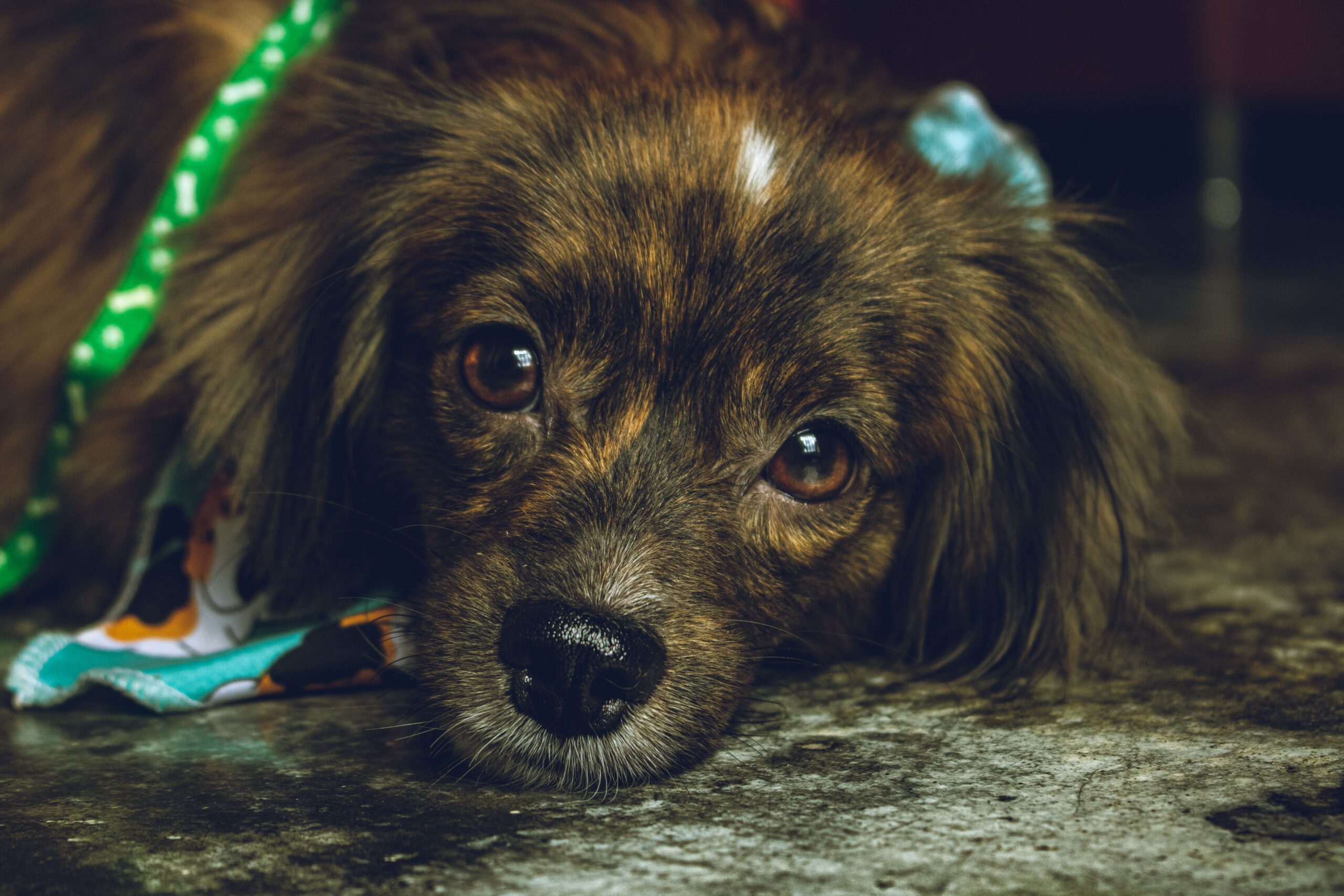 A small brown dog looking bored and understimulated.