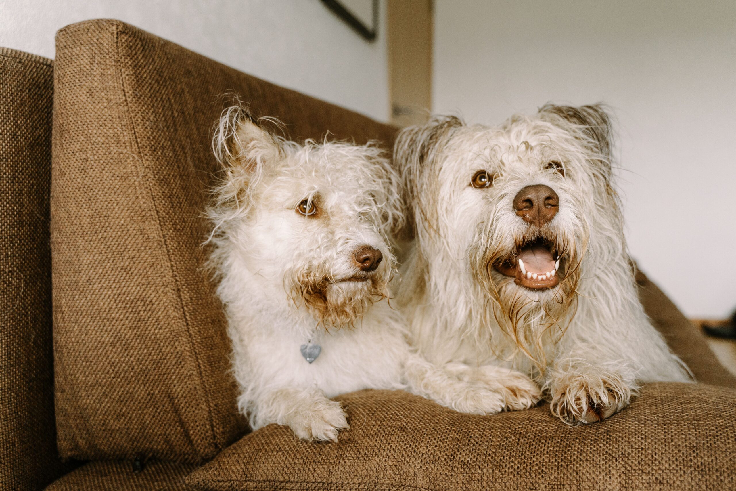 Two white dogs at home, sitting together on a brown sofa.