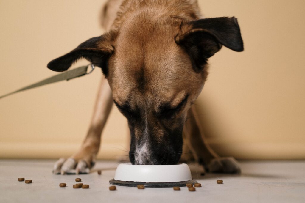 A large brown dog eating a bowl of dog food.