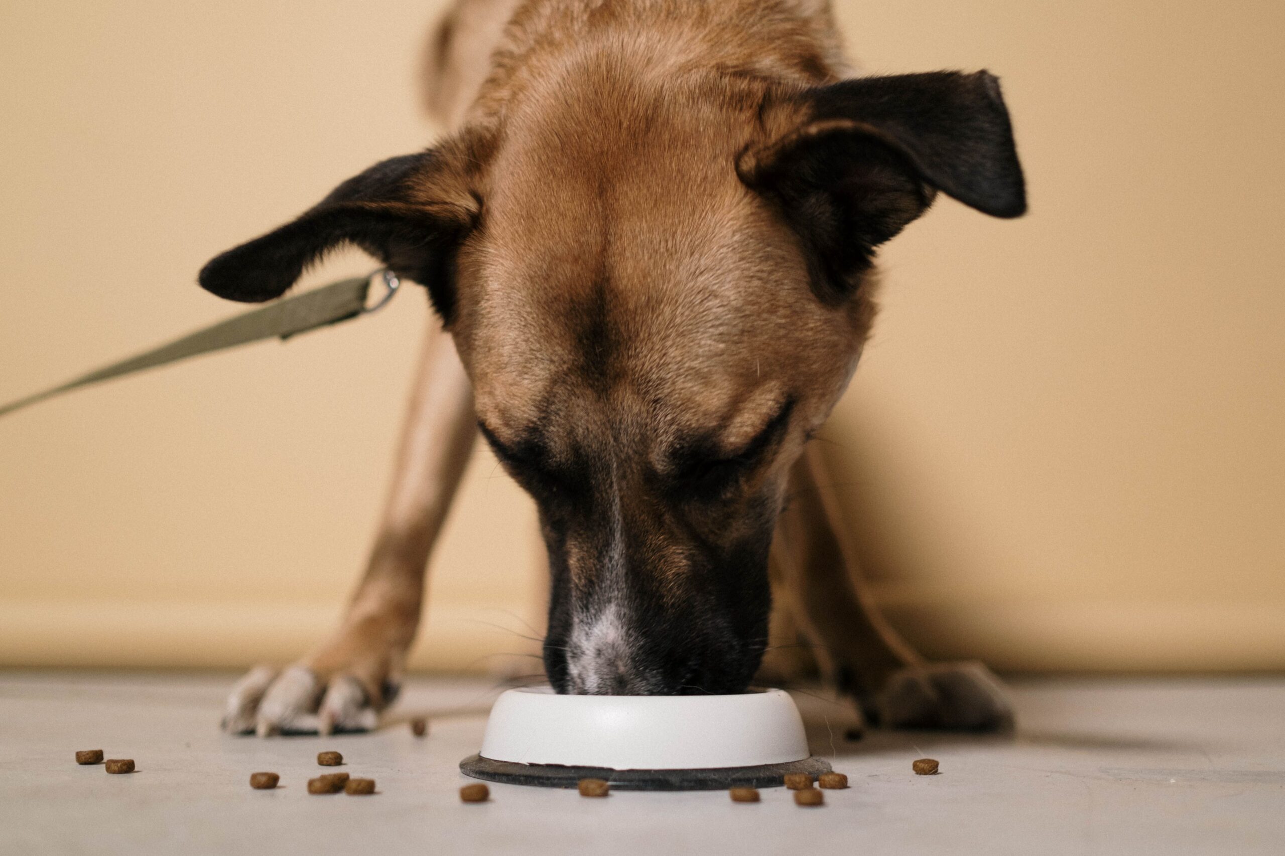 A large brown dog eating a bowl of dog food.