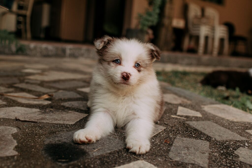 A brown and white puppy sitting in the garden.