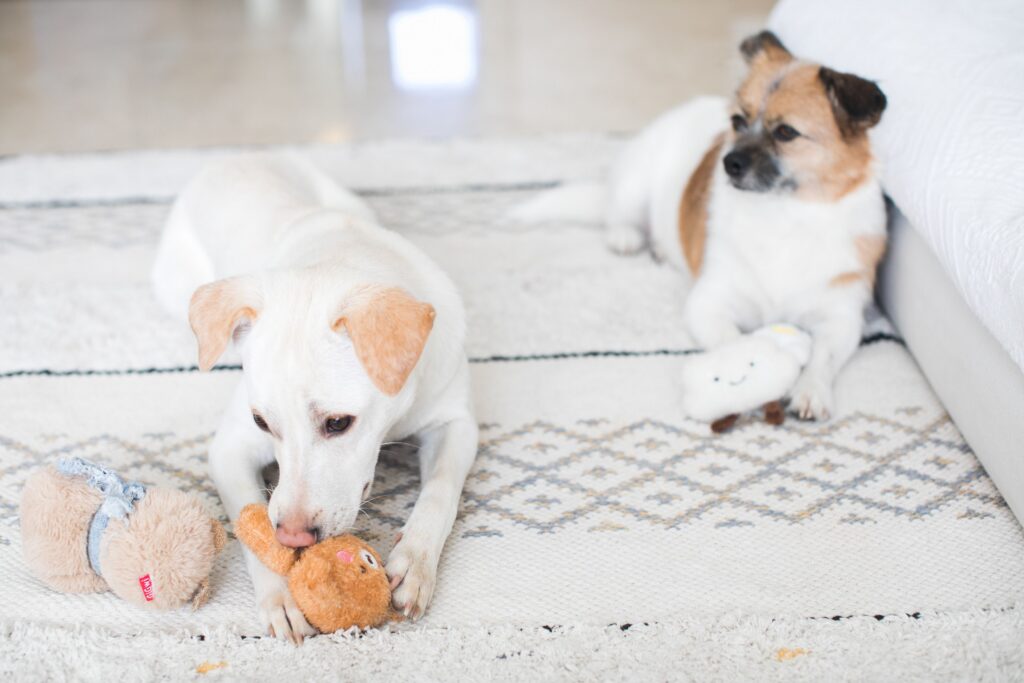 Two dogs with toys
