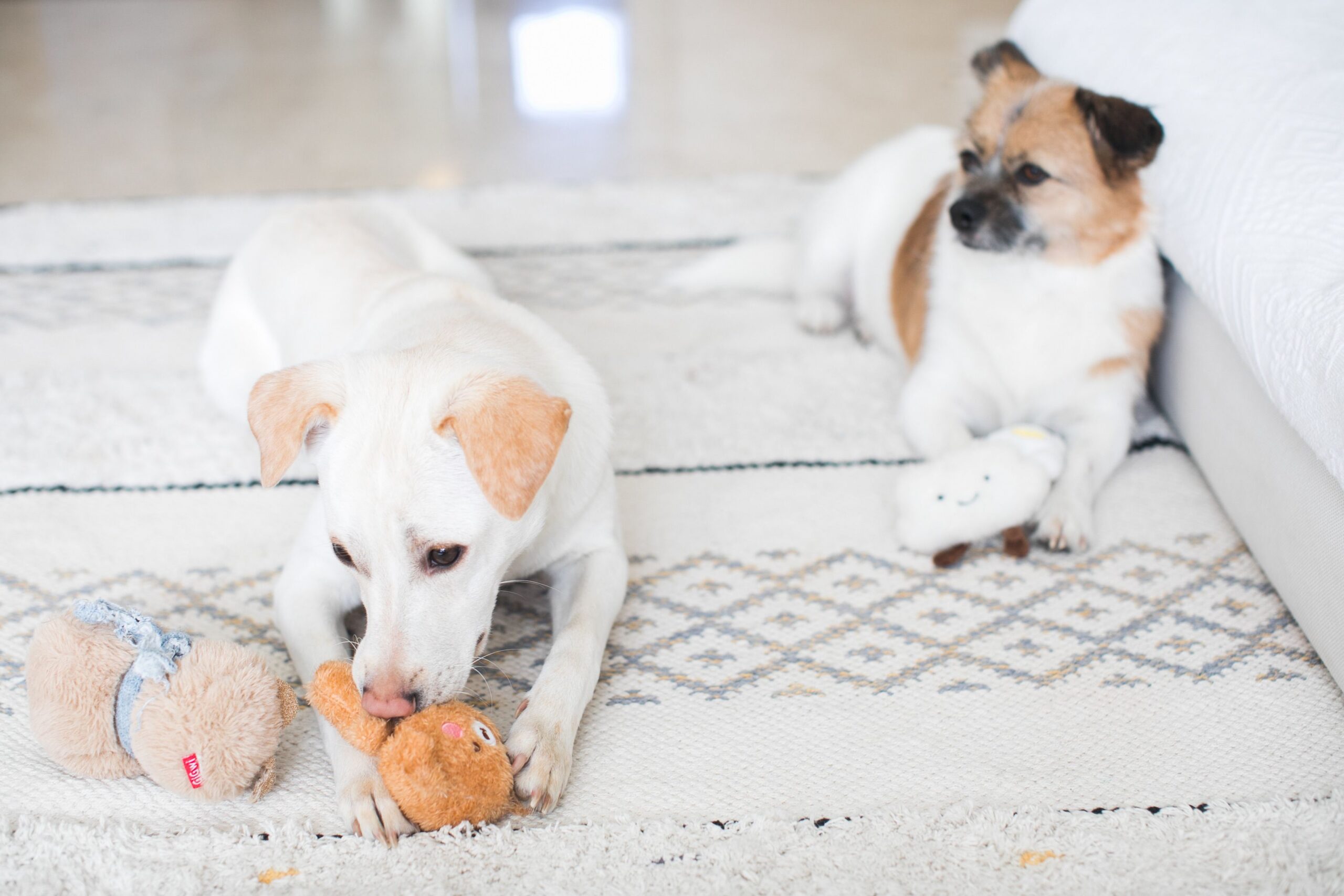 Two dogs with toys