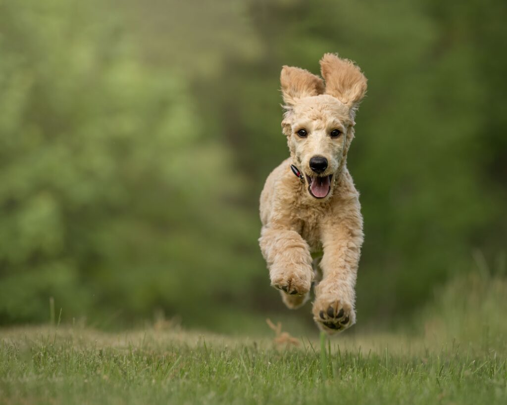 A light brown, high energy dog running across a field.