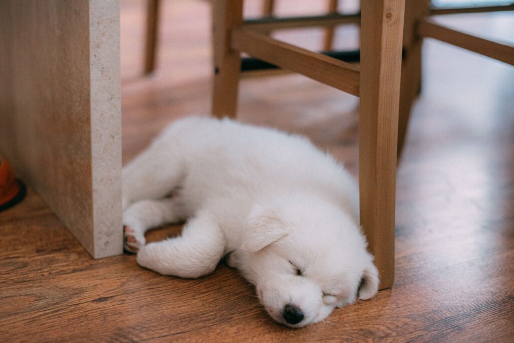 a white fluffy dog laying on the floor at home.