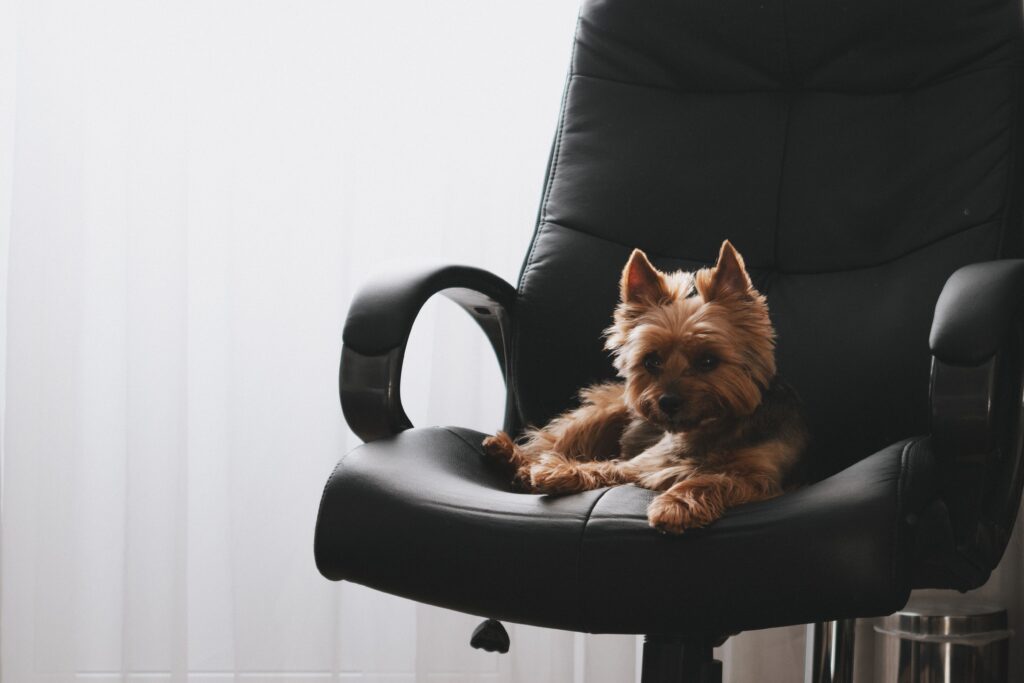 A small dog sitting in an office chair