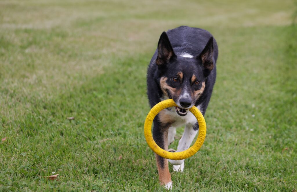A dog playing in a field with a yellow ring toy.