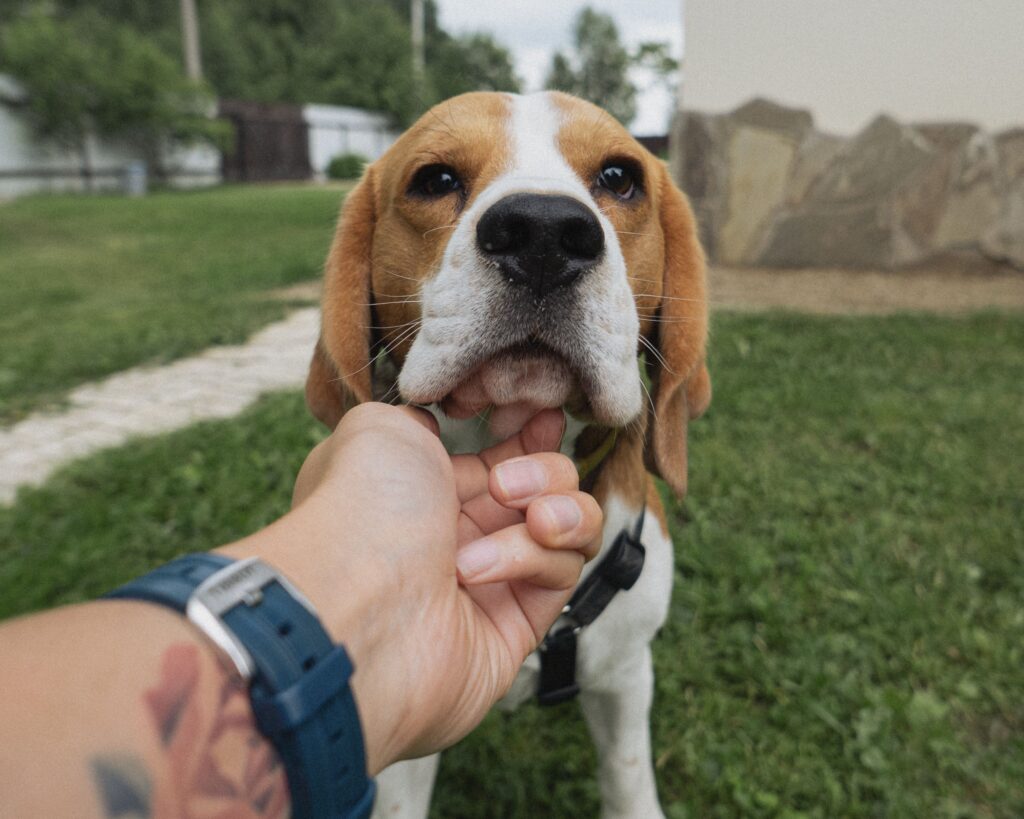 A small white and brown dog being stroked under the chin