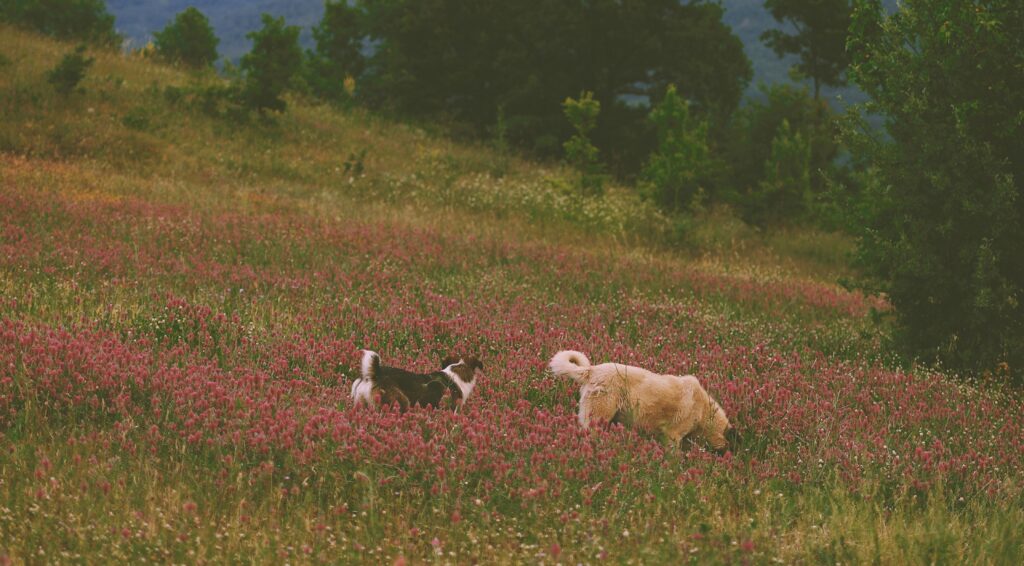 Two large dogs walking through a spring field in bloom.